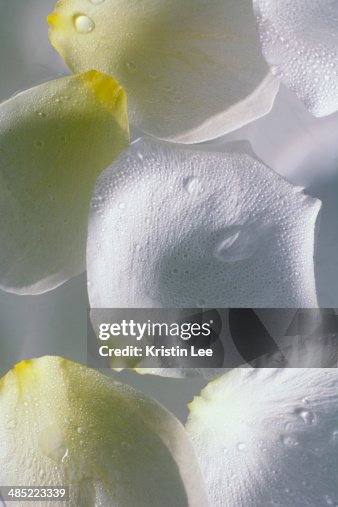 White flower petals used in spa treatment White flower petals used in spa treatment