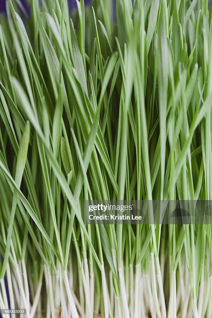Close-up of wheatgrass