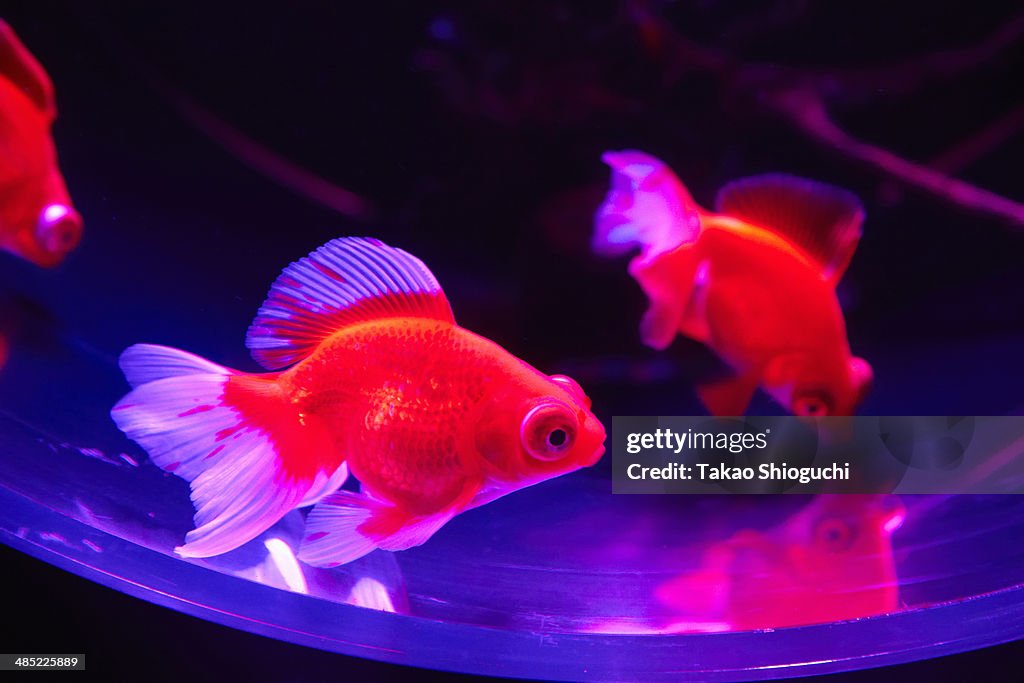 Colorful goldfish