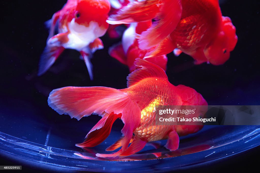 Colorful goldfish