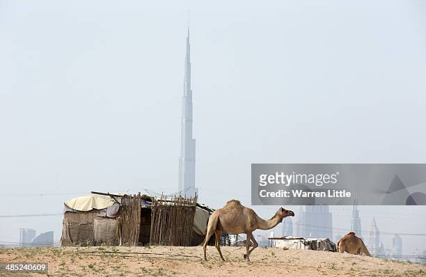 Basic dwelling of a camel handler is pictured with the Burj Khalifa in the back ground as a camel walks past on April 17, 2014 in Dubai, United Arab...