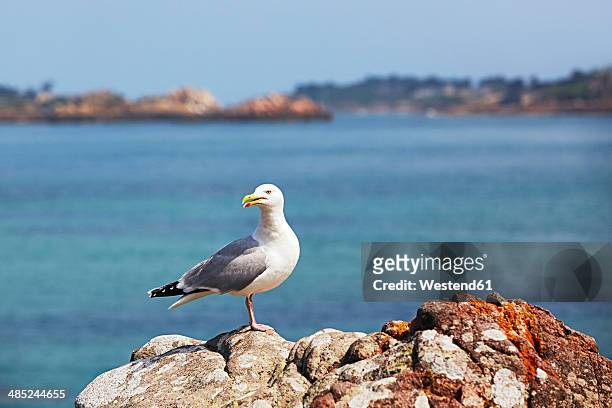 france, bretagne, ploubazlanec, european herring gull (larus argentatus) on rock - herring gull stock pictures, royalty-free photos & images