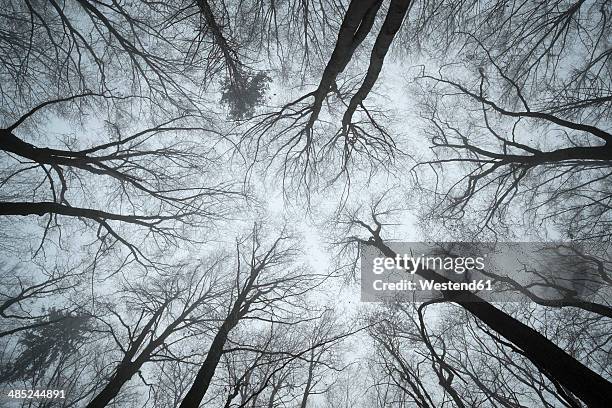switzerland, thurgau, beech forest in fog - bare tree branches stock pictures, royalty-free photos & images