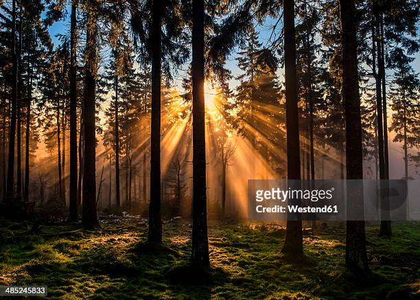germany, hesse, feldberg, sunrise and morning mist - coniferous tree stock-fotos und bilder
