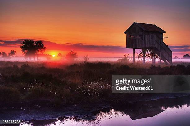 germany, north rhine-westphalia, recker moor, landscape at sunrise - wollgras stock-fotos und bilder