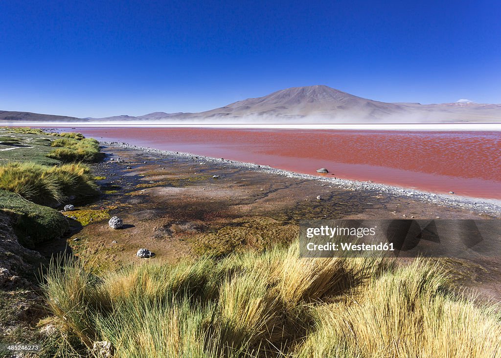 South America, Bolivia, Atacama Desert, Altiplano, Laguna Colorada
