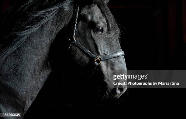on a wind - stallion stock-fotos und bilder