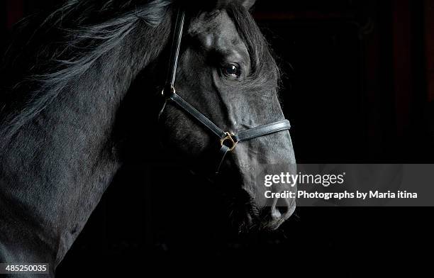 on a wind - cheval noir photos et images de collection