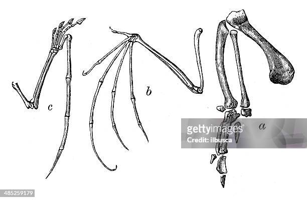 antikes illustration vogel flügel bones - gliedmaßen körperteile stock-grafiken, -clipart, -cartoons und -symbole