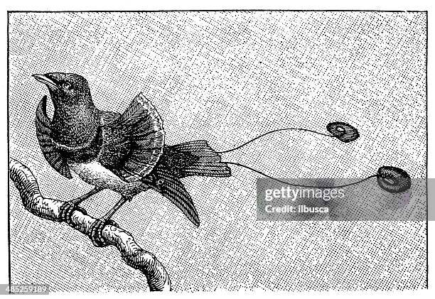antique illustration of king bird-of-paradise (cicinnurus regius) - paradisaeidae stock illustrations