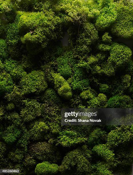 moss - mos-plant stockfoto's en -beelden