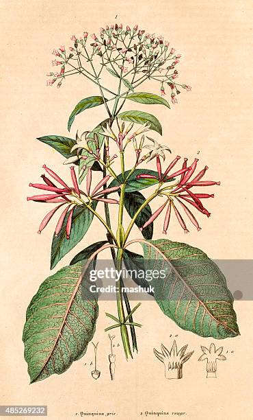 ilustraciones, imágenes clip art, dibujos animados e iconos de stock de quinquina para el tratamiento de la malaria, botánico de medio siglo 19 - quinina