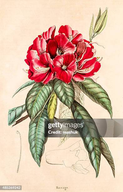 azalea, 19. jahrhundert botanischen illustrationen - rhododendron stock-grafiken, -clipart, -cartoons und -symbole