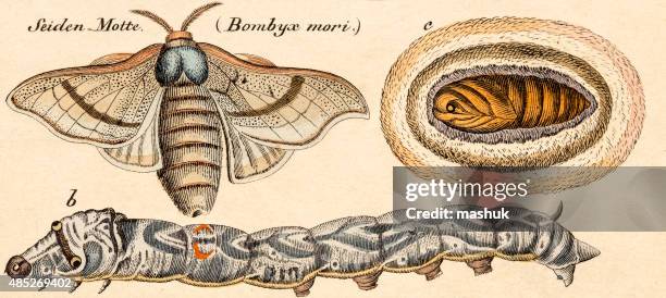silkworm bombyx, 19 century science illustration - cocoon animal stage stock illustrations
