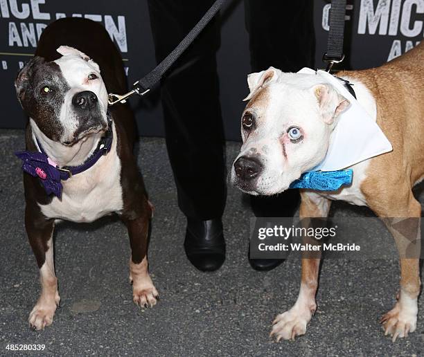 Dogs attending the Broadway Opening Night Performance of 'Of Mice and Men' at the LongacreTheatre on April 16, 2014 in New York City.