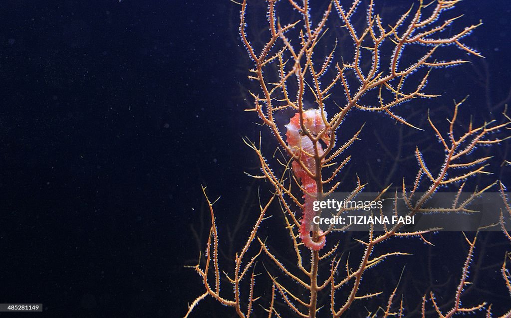 ITALY-BIOPARCO-EXHIBITION-FISH