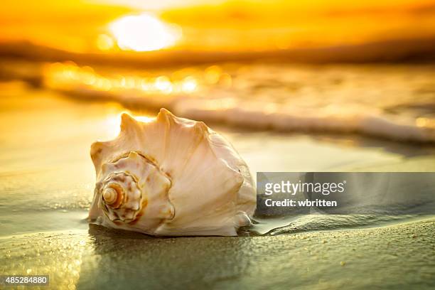 conch shell, sunrise and ocean waves - conch shell stockfoto's en -beelden