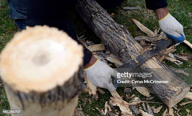 Charley Wagner owner of Cutting Edge Tree Care pulls back the bark on a dead green ash tree from a home in Boulder on Tuesday April 15, 2014. They...