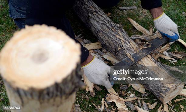 Charley Wagner owner of Cutting Edge Tree Care pulls back the bark on a dead green ash tree from a home in Boulder on Tuesday April 15, 2014. They...