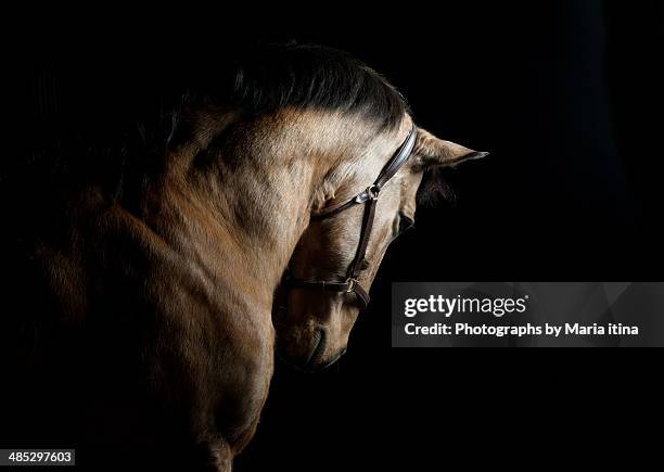 baroque horse - horse head stock pictures, royalty-free photos & images