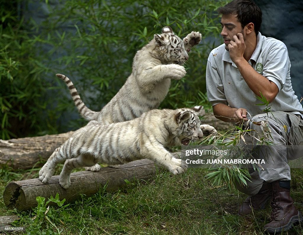 ARGENTINA-ANIMALS-WHITE BENGAL TIGERS-CUB