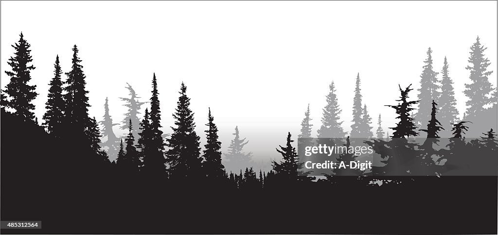 National Forest Pines