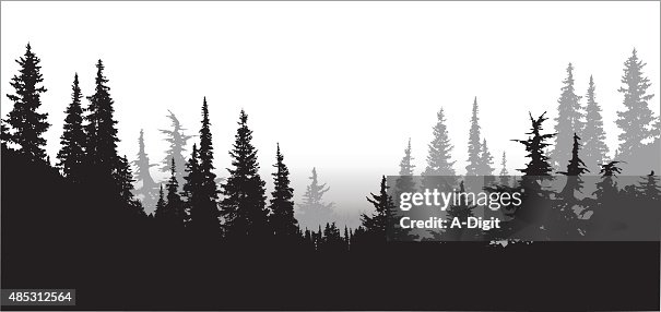 National Forest Pines National Forest Pines