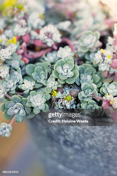 succulent plant in a zinc tub - flower bucket stock pictures, royalty-free photos & images