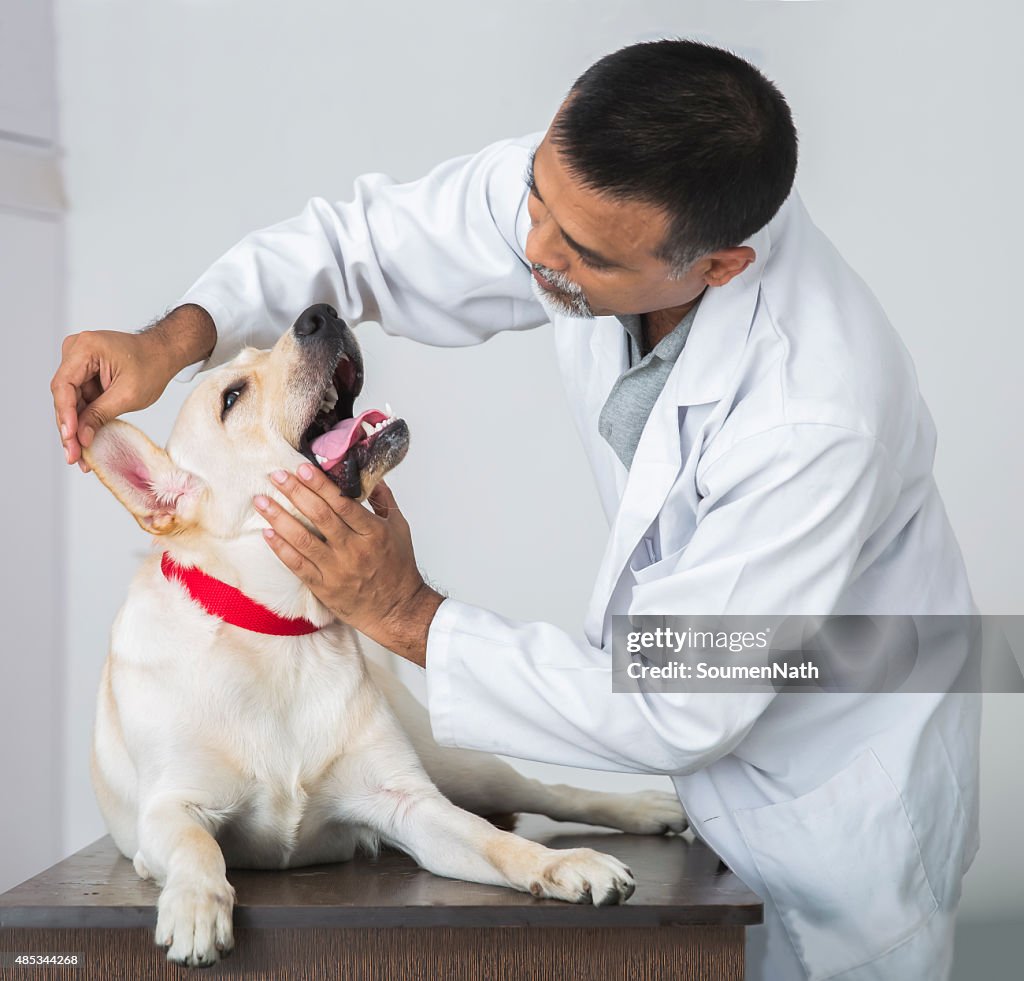 Veterinary Doctor Does Medical examination on a Yellow Labrador Retriever