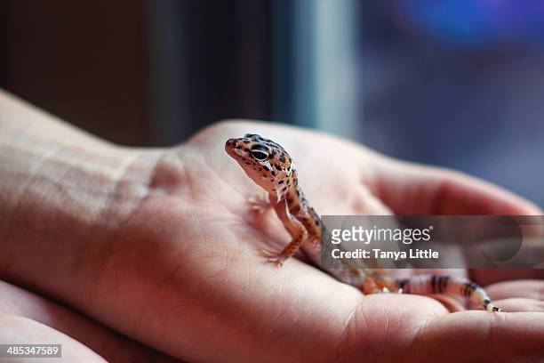 sparky - leopard gecko stockfoto's en -beelden