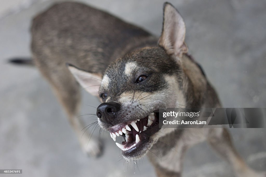 Aggressive dog
