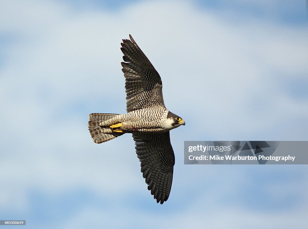 Peregrine Falcon