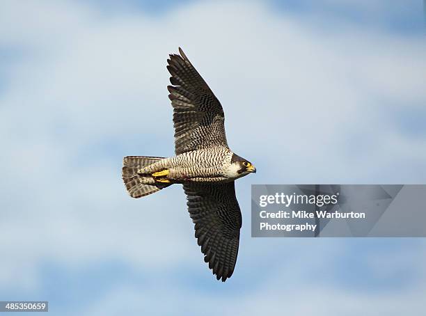 peregrine falcon - peregrine falcon stock pictures, royalty-free photos & images