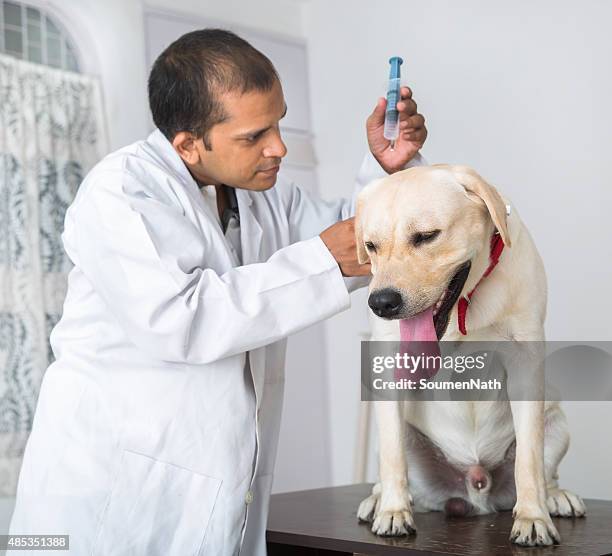 Labrador Getting Injected Veterinarian Injecting Photos and Premium High Res Pictures - Getty Images