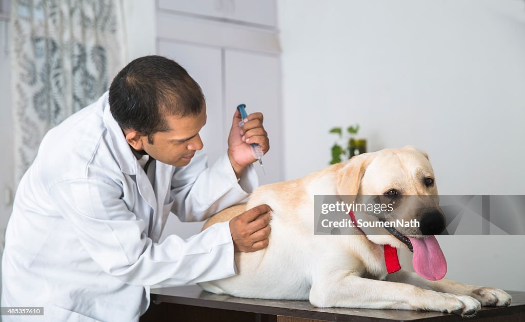 Veterinary Doctor giving a shot to a Yellow Labrador Retriever