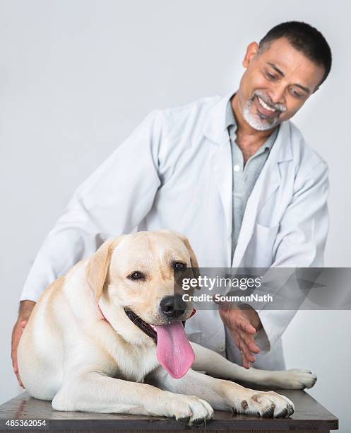 vet makes labrador retreiver feel comfortable before checkup - male animal stock pictures, royalty-free photos & images