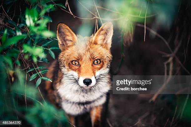 fox in meadow - wilde tiere stock-fotos und bilder