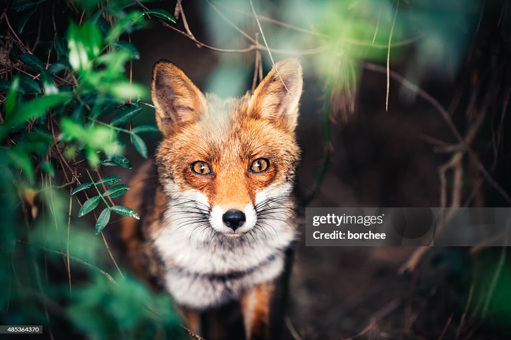 Fox In The Meadow