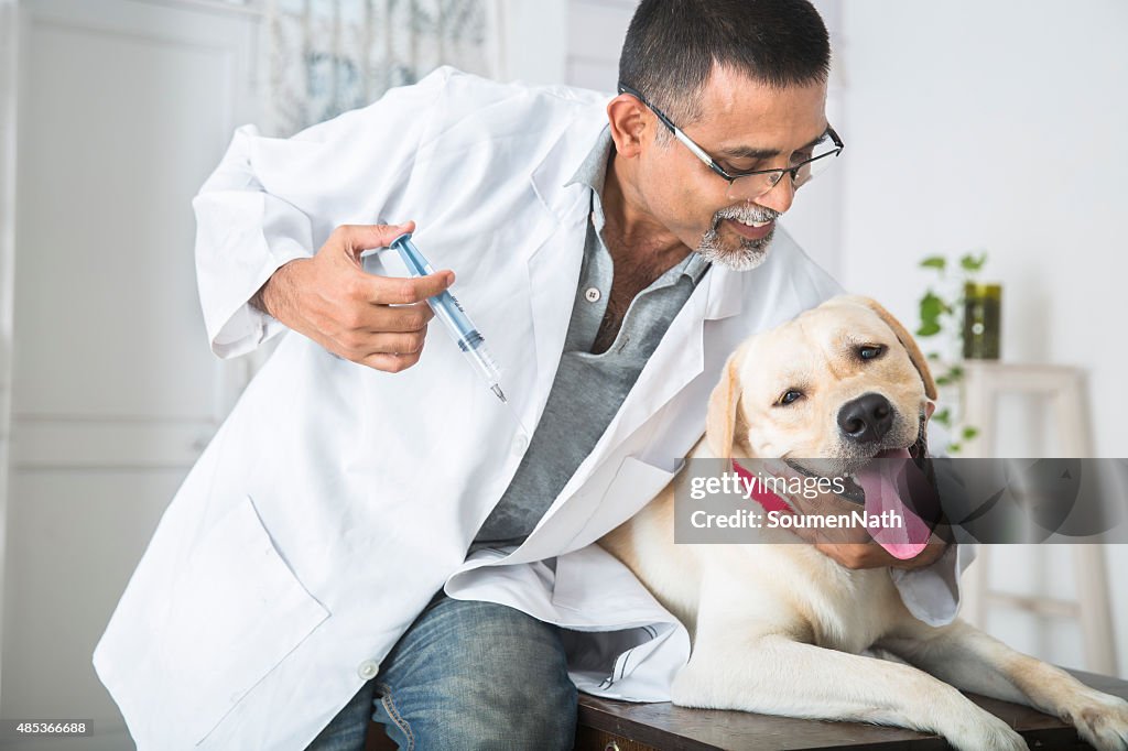 Labrador Getting Injected Veterinary Doctor Giving A Shot To A Yellow Labrador Retriever High-Res ...