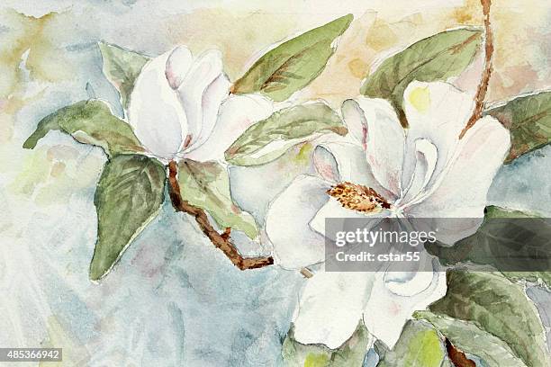 stockillustraties, clipart, cartoons en iconen met art: magnolia branch watercolor painting - magnolia stellata