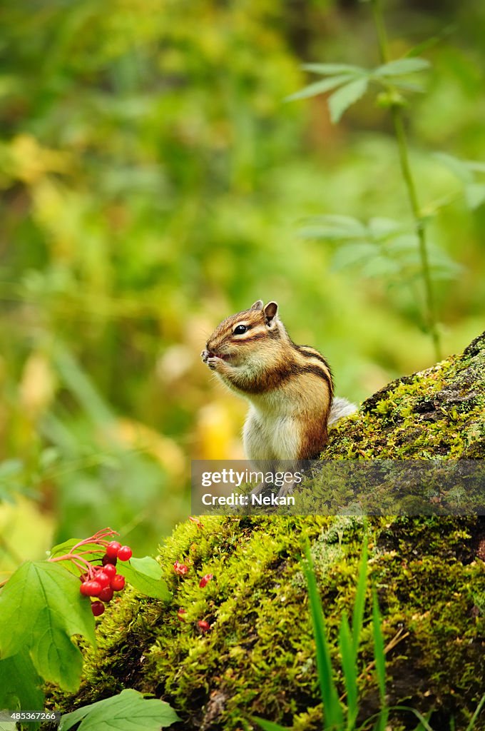 Streifenhörnchen Essen Beeren viburnum.