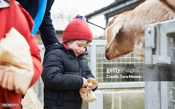 young boy feeding goat at zoo - familie zoo stock pictures, royalty-free photos & images