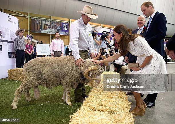 Catherine, Duchess of Cambridge and Prince William, Duke of Cambridge meet a ram called Fred as they visit the Sydney Royal Easter Show on April 18,...