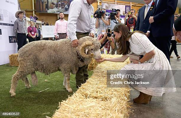 Catherine, Duchess of Cambridge and Prince William, Duke of Cambridge meet a ram called Fred as they visit the Sydney Royal Easter Show on April 18,...