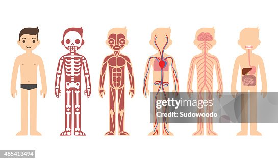 Anatomy Diagram High Biology Diagrams