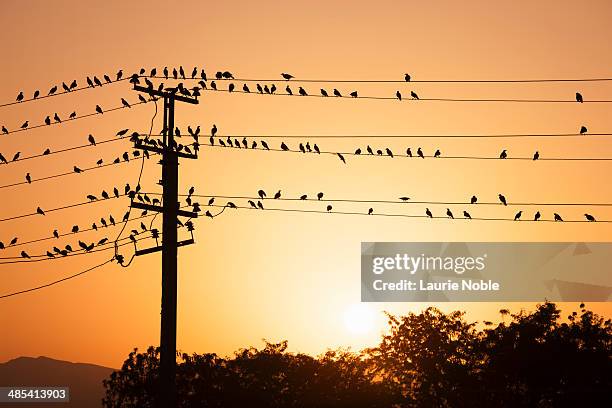 birds sitting on telegraph wires at sunset, kulob - wire binding stock pictures, royalty-free photos & images