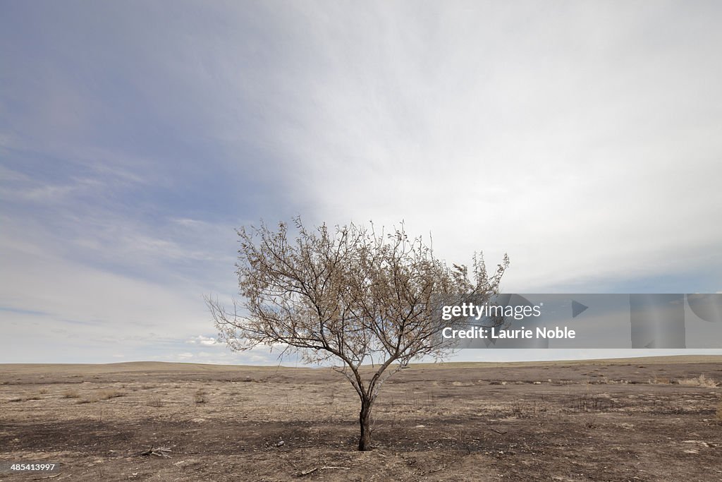 Solitary tree in the middle of Kazakhstan