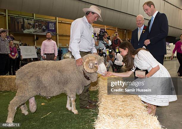 Catherine, Duchess of Cambridge feeds a ram called Fred as she visits the Sydney Royal Easter Show on April 18, 2014 in Sydney, Australia. The Duke...