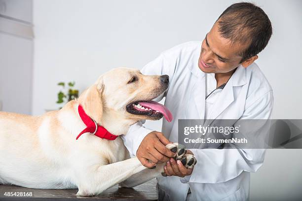 veterinary doctor does medical examination on a yellow labrador retriever - pampered pets stock pictures, royalty-free photos & images