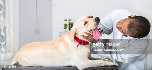 veterinary doctor does medical examination on a yellow labrador retriever - puppy eyes stock pictures, royalty-free photos & images